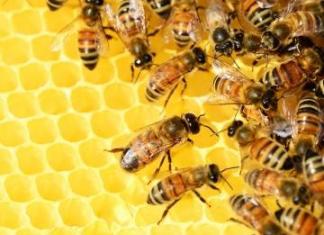 К чему снятся пчелы — приснились пчелы кусают во сне